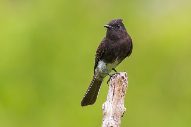 5-Hour Private Birdwatching Experience in San Juan La Laguna - Meeting in San Juan La Laguna, then heading out for birds