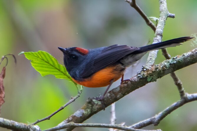 5-Hour Private Birdwatching Experience in San Juan La Laguna - The 5-hour walking pace: how to dress for chilly starts