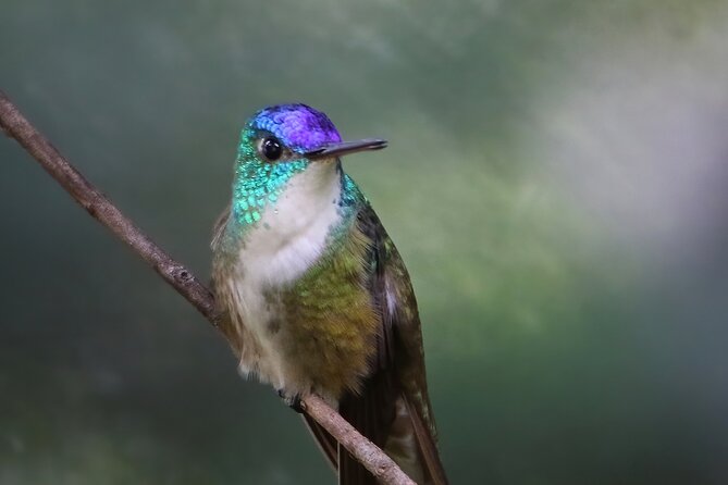 5-Hour Private Birdwatching Experience in San Juan La Laguna - Getting better at birding during the walk