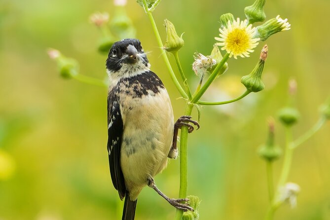 5-Hour Private Birdwatching Experience in San Juan La Laguna - Results you can hope for, plus the best ways to enjoy them