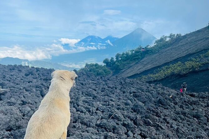 Adventure Tour Climbing the Pacaya Volcano with Pickup - Descending: 45 minutes back to the road and the return ride to Antigua