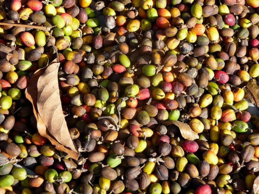 Antigua Sip 'n Cycle Half-Day Bike Ride and Coffee Tour - What to bring, and what to leave behind