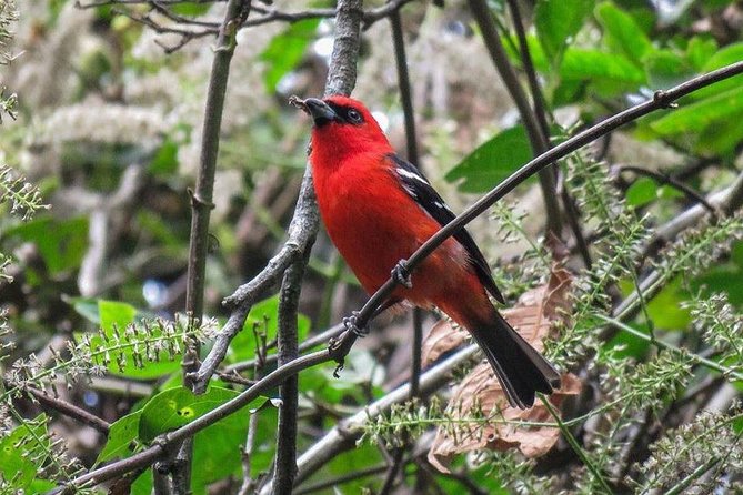 Atitlan Hiking and Birding - Day tour from Antigua - Price and value: why $95 can make sense for this kind of day