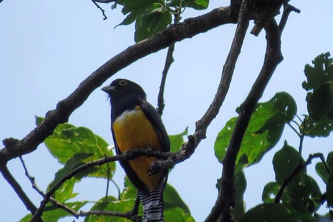 Atitlan Hiking and Birding - Day tour from Antigua - Los Tarrales Natural Reserve: why it is prime for wildlife sightings