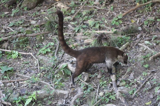 ATM Belize Cave shared Day Tour from Flores Guatemala - Flores Pickup and the Guatemala to Belize Border Run