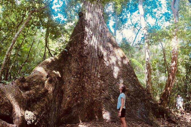Basic Tour to Tikal Includes Transportation and Guide Service - Stop 5, Temple IV: the climb that pays off with a panoramic view