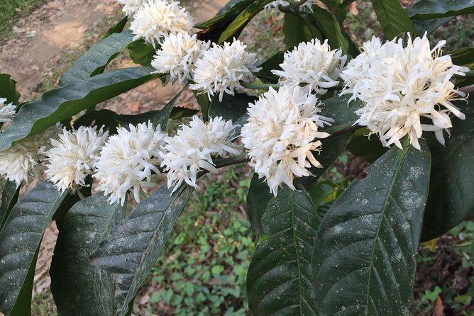 Bicycle Tour Around Lake Atitlan with Weaving Coops and Coffee Plantations - Weaving coops and coffee plantations: what you’ll actually get out of the stops