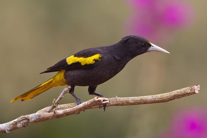 Birdwatching to the Mangrove of Paredon (From Puerto Quetzal) Private Tour - Key things to know before you go