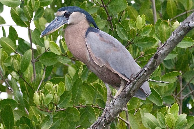 Birdwatching to the Mangrove of Paredon (From Puerto Quetzal) Private Tour - How the guides help you spot birds, not just name them