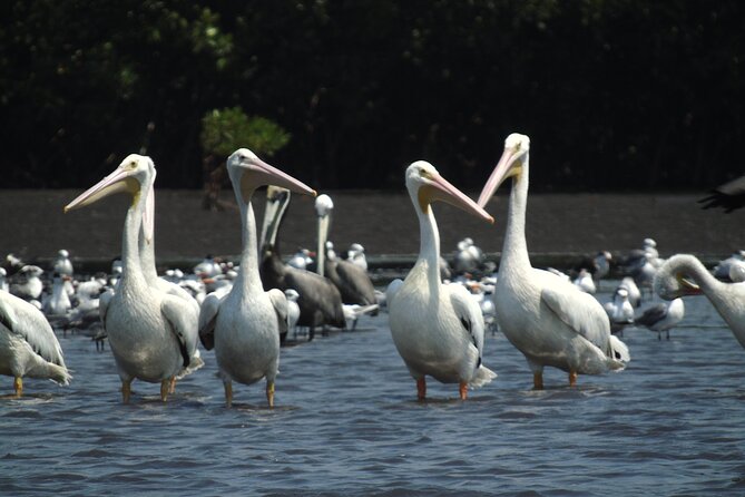 Birdwatching to the Mangrove of Paredon (From Puerto Quetzal) Private Tour - Value check: what $153.85 per person buys you
