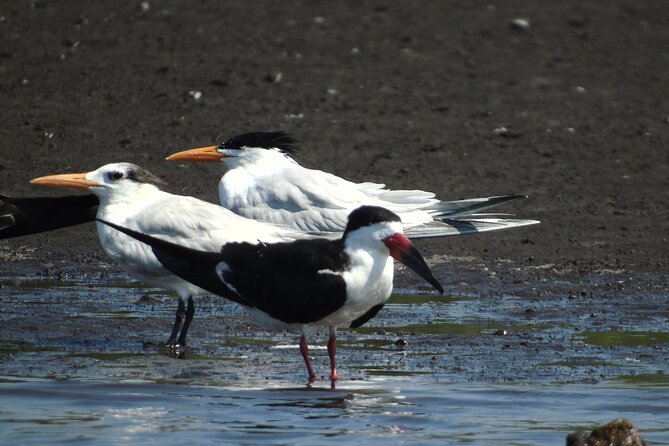 Birdwatching to the Mangrove of Paredon (From Puerto Quetzal) Private Tour - Small realities to plan for: flexibility and a departure tax