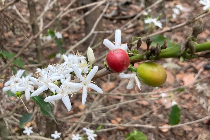 Coffee and Gastronomic Bike Tour in Antigua - Stop at Finca La Azotea: riding plantation trails and learning coffee the practical way