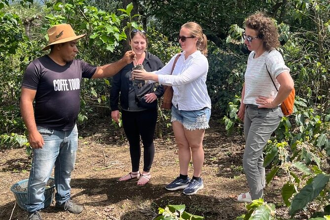 Coffee in the first capital of Guatemala - Entering the coffee world, from the plantation to the daily work