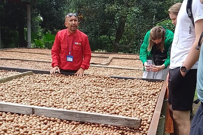 Coffee & Macadamia Fincas Tour - Stop 1 at Finca La Azotea: coffee close to the production area