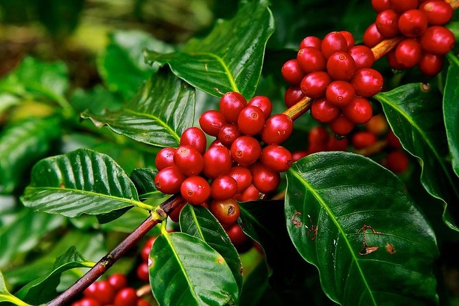 Coffee plantation and Antigua combo - Key points to know before you go