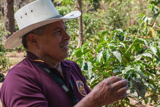 Coffee Tour in Antigua Guatemala - Key Things You Will Like About This Coffee Tour