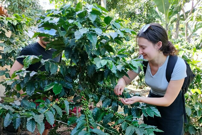 Coffee Tour in Lake Atitlán - Key Points You Will Care About