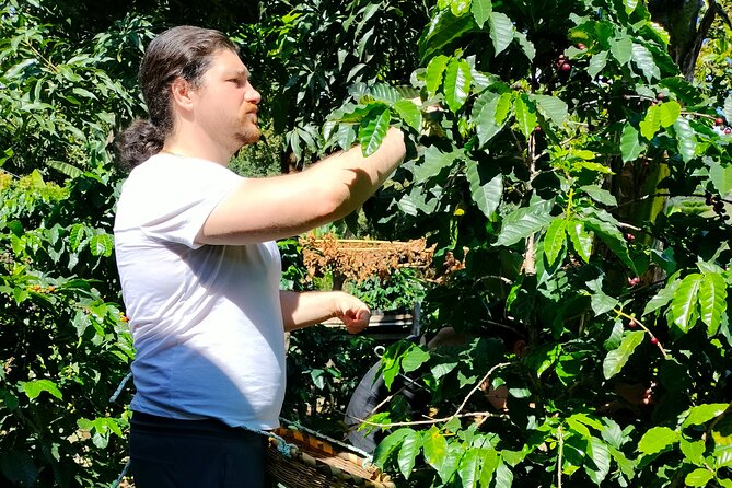 Coffee Tour in Lake Atitlán - From San Pedro Area to San Juan: How the Day Flows