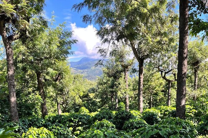 Coffee Tour in Sacatepéquez with Tasting - Key highlights to expect