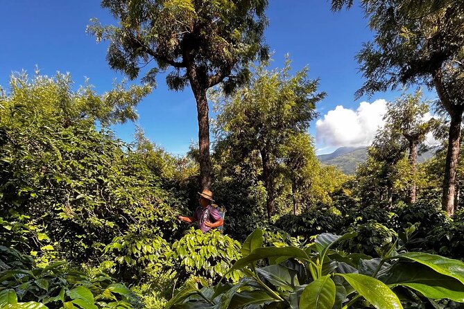 Coffee Tour in Sacatepéquez with Tasting - Getting to Ciudad Vieja: pickup that may be simple, not fancy