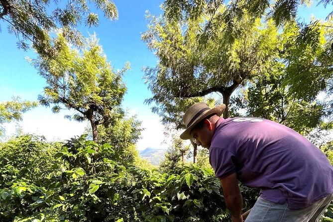 Coffee Tour in Sacatepéquez with Tasting - Learning about Guatemala coffee regions and climate pressure