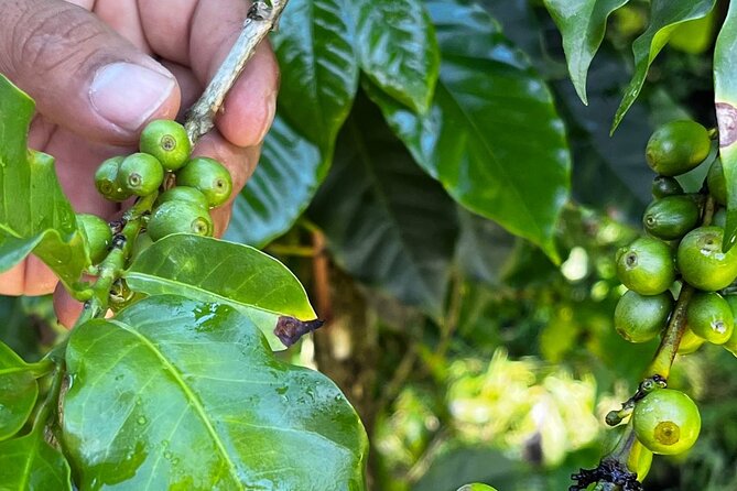 Coffee Tour in Sacatepéquez with Tasting - Timing, group size, and what 3 hours really means