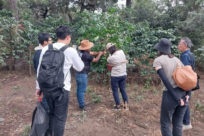 Coffee tour near the Agua Volcano with tasting - A real coffee farm day near Antigua, not a show