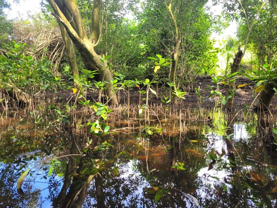 El Paredón: Mangrove Boat Tour with Optional Fishing - Adelso, Stories, and the Maya Connection on the Water