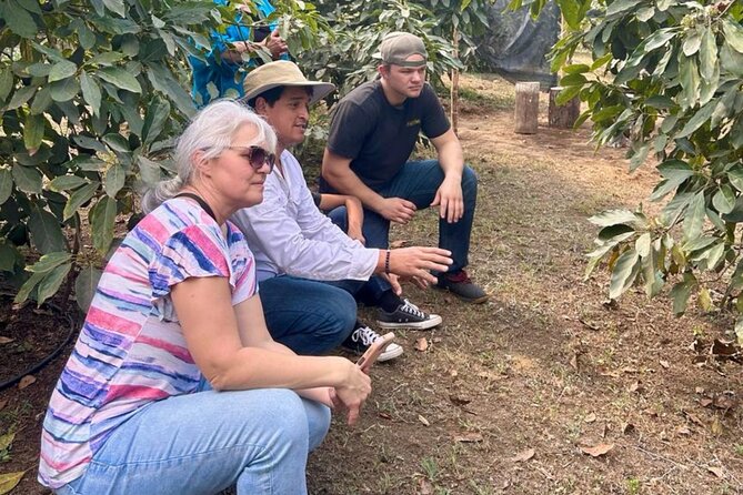 Experience: Organic Coffee, Avocados, Honey & More! - Who this tour is perfect for, and who should think twice