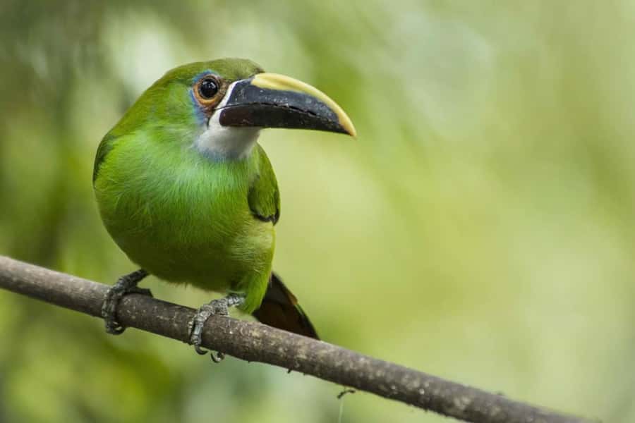 From Antigua Guatemala: Birdwatching and Scenic Hiking Tour - Summit moments: volcano views and calmer birding time