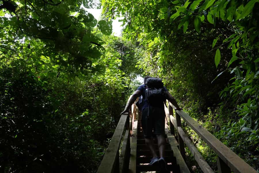 From Antigua Guatemala: Birdwatching and Scenic Hiking Tour - What birds and wildlife you can realistically expect