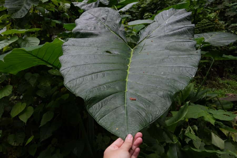From Antigua Guatemala: Birdwatching and Scenic Hiking Tour - Price and value: what $95 really buys in a place like this
