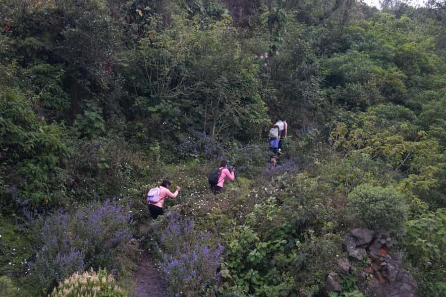From Antigua to Pacaya Private Tour - A Private Pacaya Volcano Day From Antigua or Guatemala City