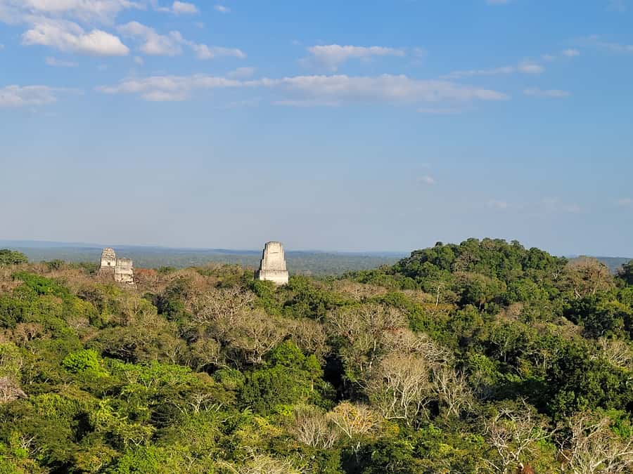 From Flores: Tikal VIP Exclusive cultural Tour All inclusive - Jungle Walk Notes: Flora, Fauna, and What to Watch For