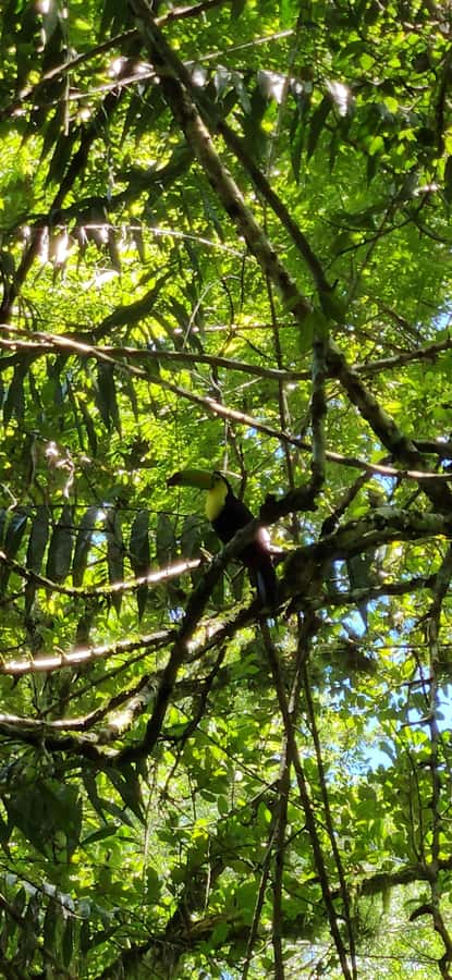 From Flores: Tour Tikal All Inclusive - Getting to Tikal: what the guided hike feels like