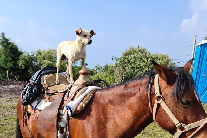 Pacaya Volcano Luxury Sunset Horseback Riding Tour/ Dinner Cooked by-Lava Chef - Soul Shine Horse Rescue impact: what the rescue angle means on the ground