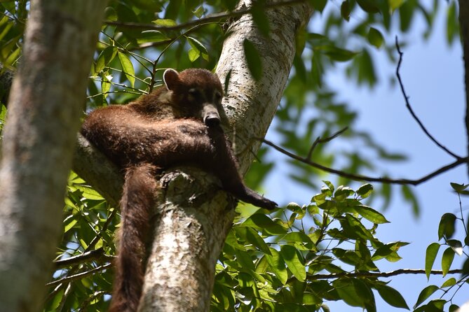 Private Full Day Tour in Tikal - Private Tikal with a native guide and real breathing room