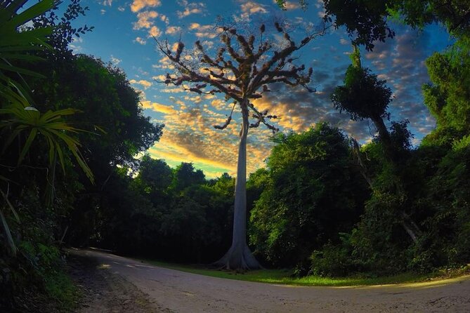 Tikal Day Tour From San Ignacio Belize - Lunch inside the national park, plus wildlife time you can actually enjoy