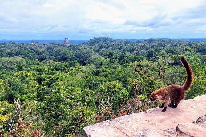 Tikal Private Tour From San Ignacio Belize with Lunch Included - Quick hits