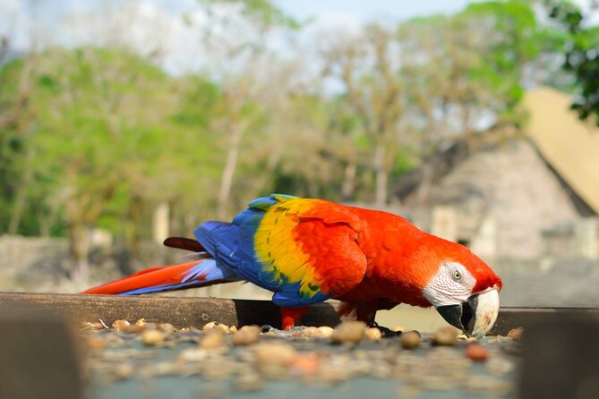 Tikal Shared Experience: Flight from the City + One Day Tour - Small-group energy and why it helps at Tikal