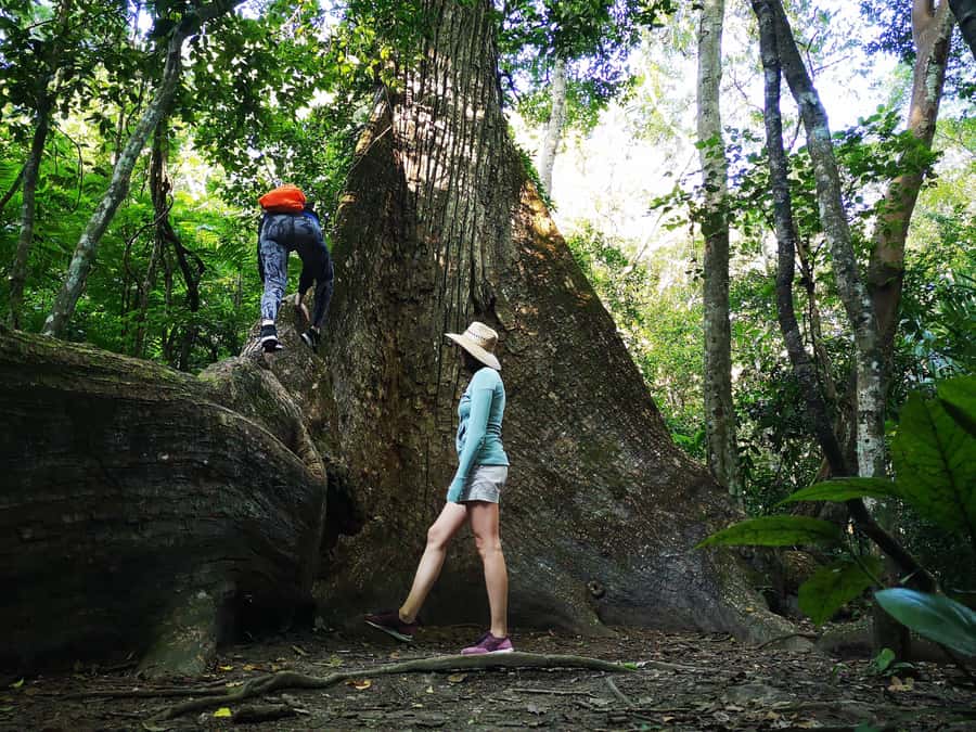Tikal Sunrise, Archeological focus and Wildlife Spotting - Key highlights you should care about