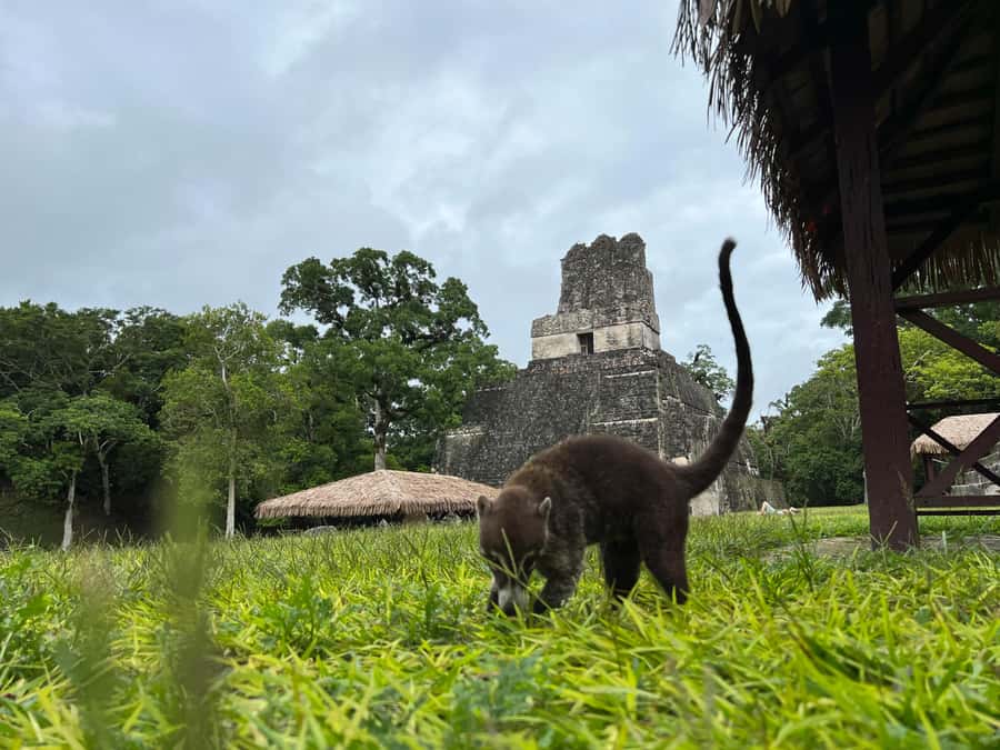 Tikal Sunrise, Archeological focus and Wildlife Spotting - North Acropolis and the Great Plaza: layers of power you can actually picture