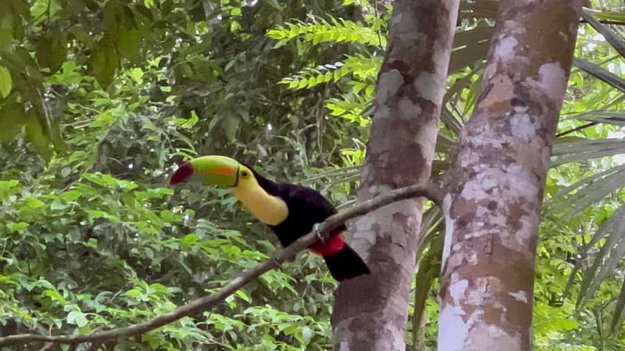 Tikal Sunrise, Archeological focus and Wildlife Spotting - Temple I: Temple of the Great Jaguar, plus the smartest angles for photos