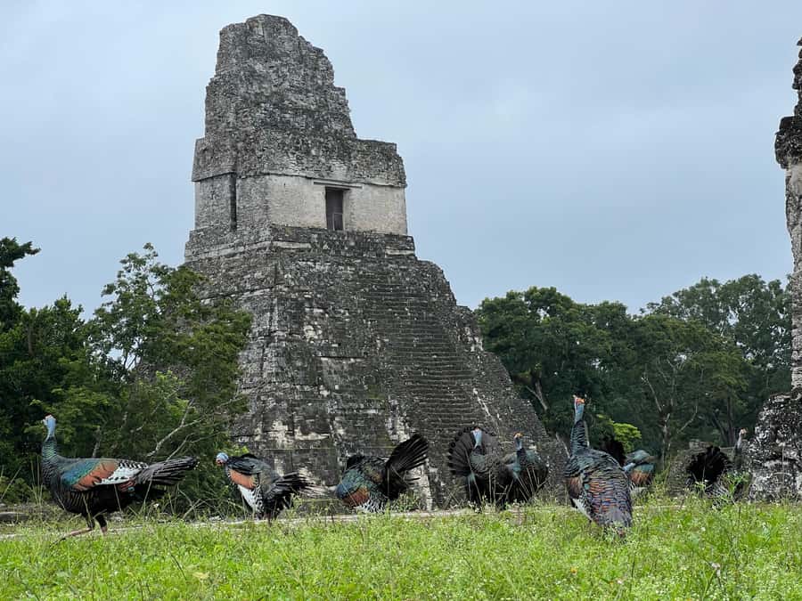 Tikal Sunset, Archeological focus and Wildlife Spotting - Great Plaza and the restored core: the feeling of Tikal’s center