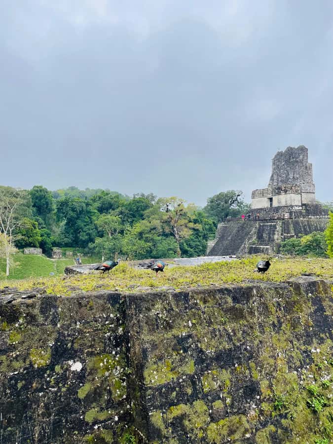 Tikal Sunset Experience: Archaeological Tour + Sunset Views - Wildlife at Golden Hour: Spider Monkeys, Coatis, and Friends