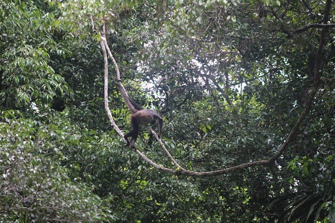 Tikal Tour From Flores, airport and Tikal hotels in Guatemala - What is included, what is not, and how to budget smart