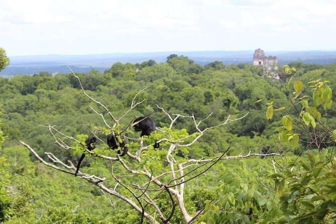 Tikal VIP Exclusive Tour All inclusive from Flores Guatemala - Why a private VIP day feels better at Tikal