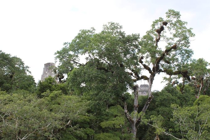 Tikal VIP Exclusive Tour All inclusive from Flores Guatemala - Walking Tikal National Park: temples, climbs, and wildlife pauses
