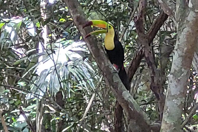 Tikal Vip Private Tour from Flores Guatemala with transportation - What to Pack for Tikal so You Stay Comfortable