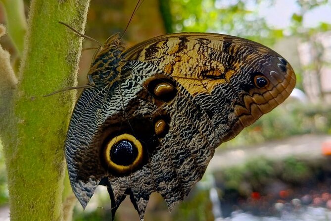 Tour in the Atitlan Nature Reserve - Ziplining for an extra $40: what you gain, what you risk